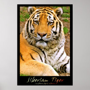 Poster Tigre de Sibérie