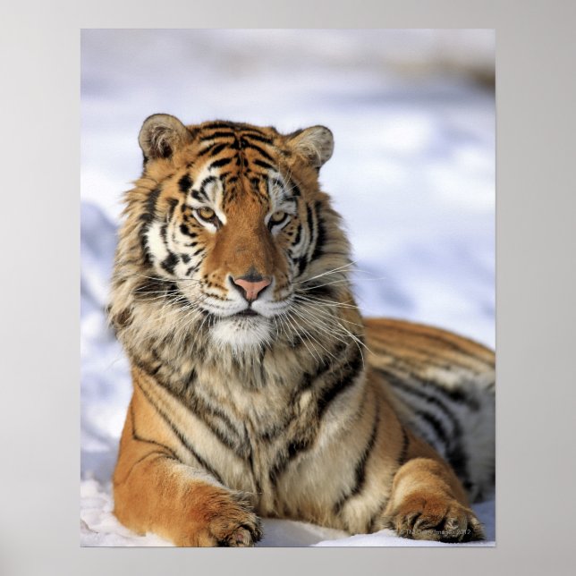 Poster Tigre de Sibérie, Panthera tigris altaica, Asie (Devant)