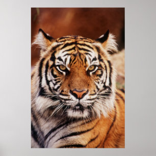 Poster Tigre de Sumatra