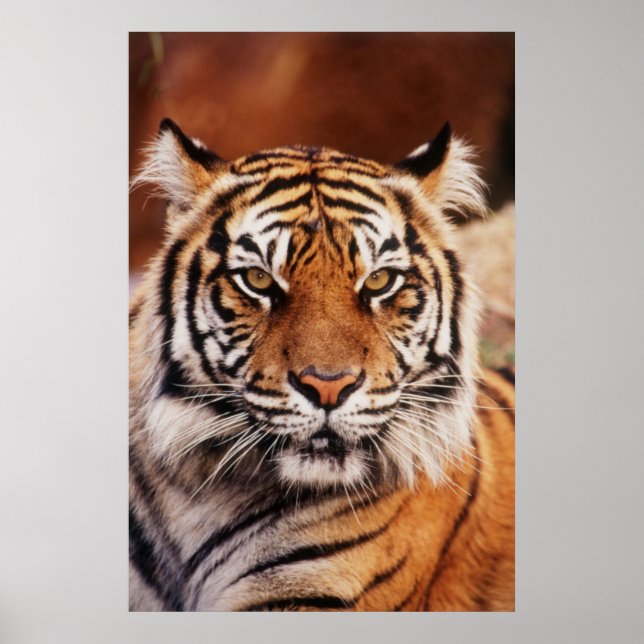Poster Tigre de Sumatra, Panthera tigris (Devant)