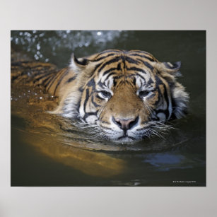 Poster Tigre de Sumatra, Panthera tigris sumatrae