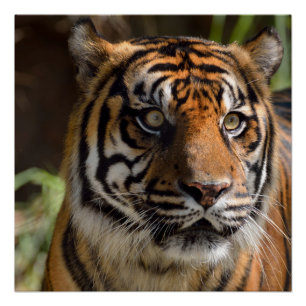 Poster Tigre de Sumatran