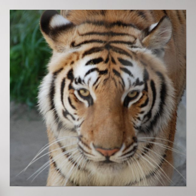 Poster Tigre doux (Devant)