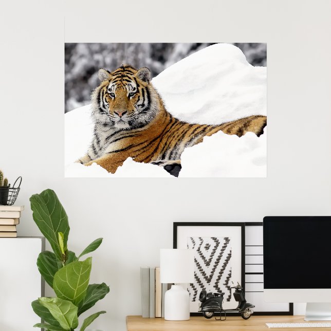 Poster Tigre du Bengale qui vous regarde depuis la neige (Bureau à domicile)