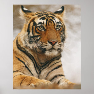 Poster Tigre du Bengale royal sur le rocher, Ranthambhor