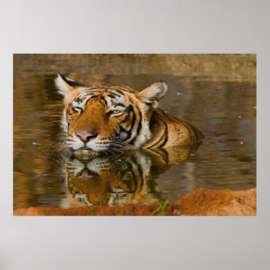 Poster Tigre du Bengale vous regardant depuis l'affiche d