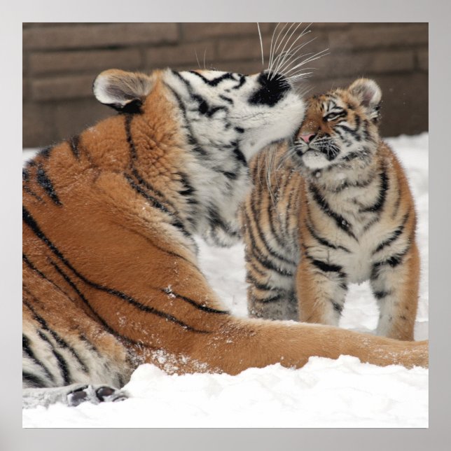 Poster Tigre Et Cub (Devant)