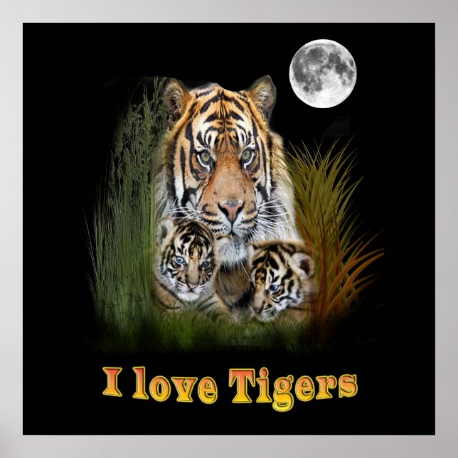 Poster Tigre et petits (Devant)