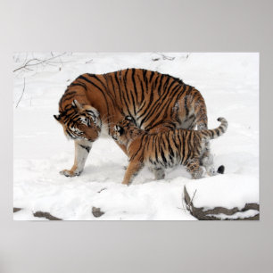 Poster Tigre Extraordinaire avec son Petit dans la neige