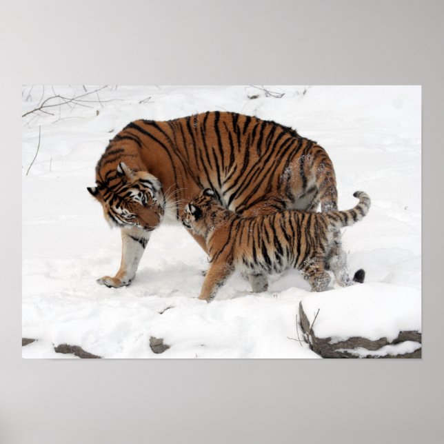Poster Tigre Extraordinaire avec son Petit dans la neige (Devant)