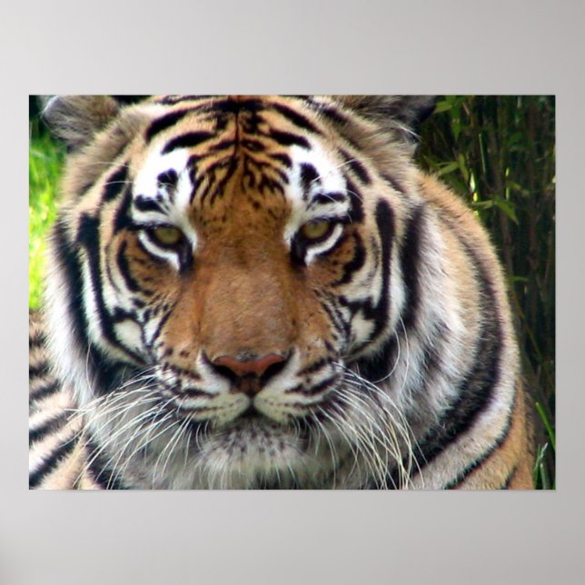 Poster Tigre - Gros plan et personnel (Devant)