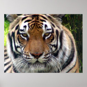 Poster Tigre - haut et personnel étroits