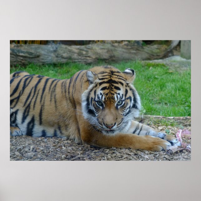 Poster Tigre hypnotique (Devant)