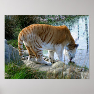 Poster Tigre indien