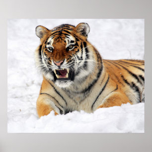 Poster Tigre Montrant Ses Crocs En Pensant Sur La Neige