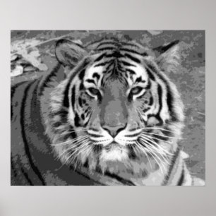 Poster Tigre noir et blanc