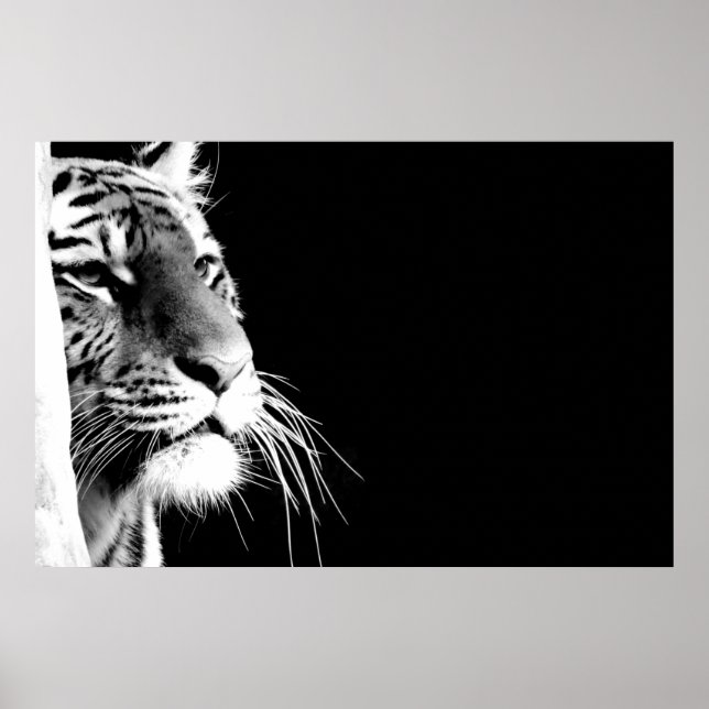 Poster Tigre noir et blanc (Devant)