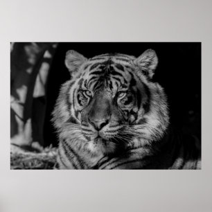 Poster Tigre noir et blanc