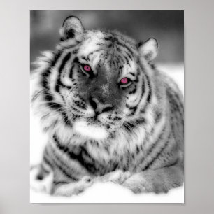 Poster Tigre observé par rose