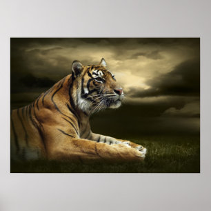 Poster Tigre regardant et se reposant sous le ciel