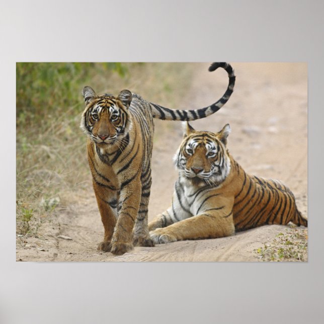 Poster Tigre royal du Bengale et jeune, Ranthambhor (Devant)