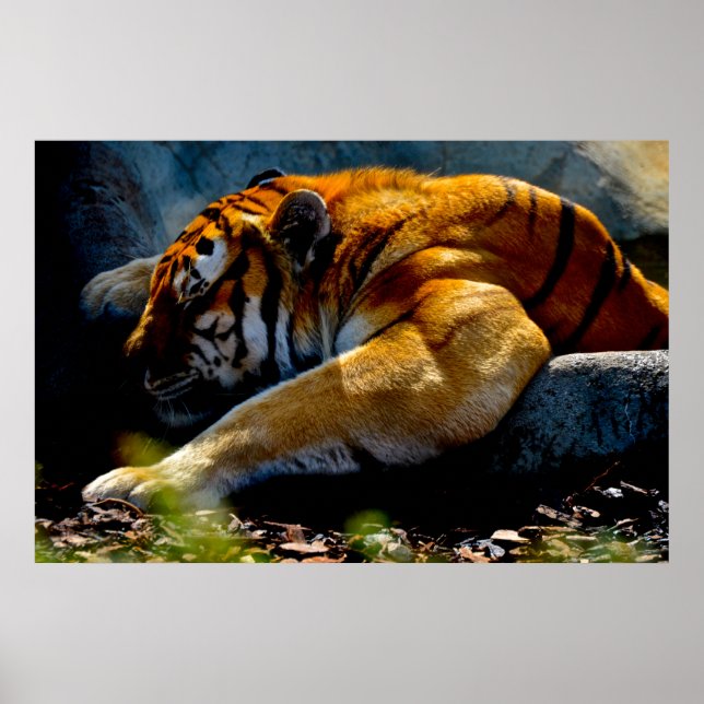 Poster Tigre sauvage (Devant)