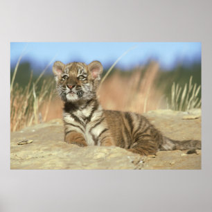 Poster Tigre sibérien