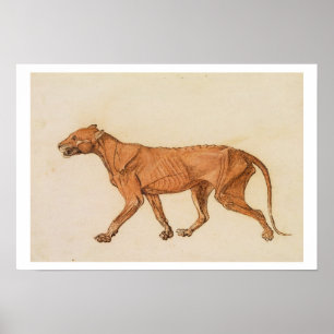 Poster Tigre, vue latérale, peau enlevée, 'd'un Compara