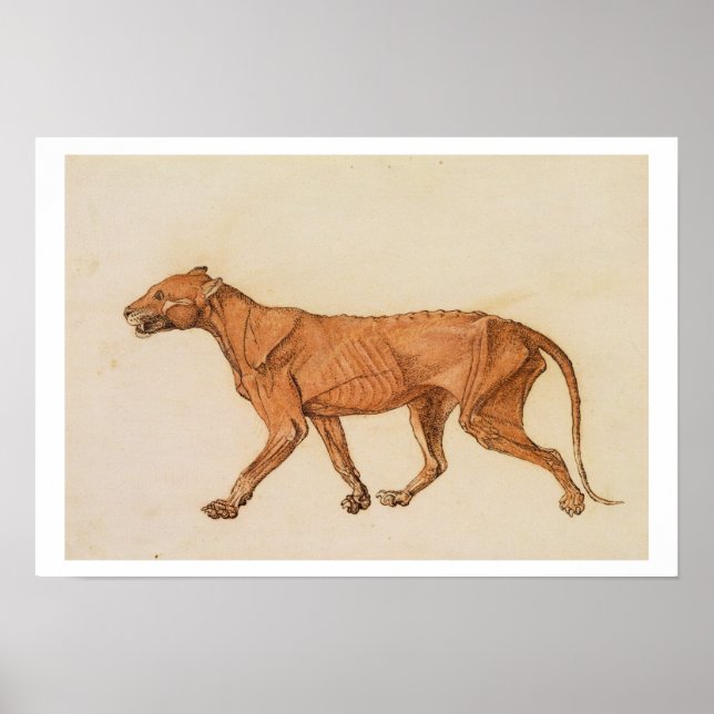 Poster Tigre, Vue latérale, Peau retirée, de 'A Compara (Devant)