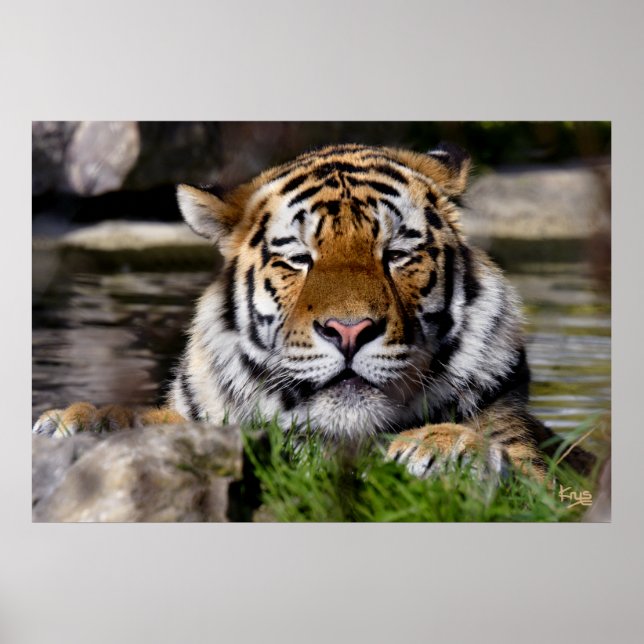 Poster Tigre Zambar (Devant)