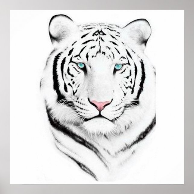 Poster Tigres blancs de Sibérie (Devant)