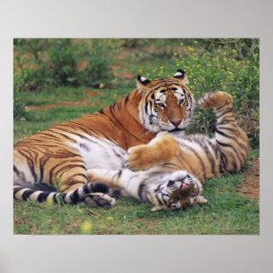 Poster Tigres du Bengale en train de jouer