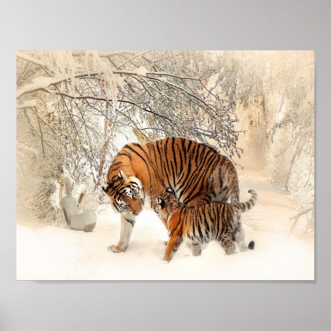 Poster tigres sur neige (Devant)