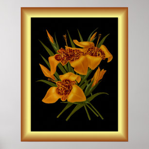 Poster Tigridia Conchiplora Var Canariensis ~ Botanique
