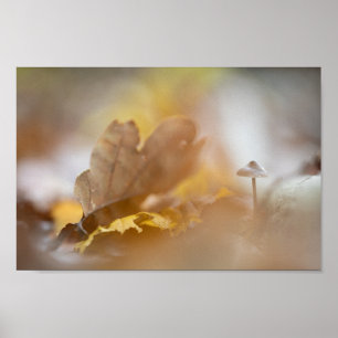 Poster Tiny Mushroom Nature Photograph