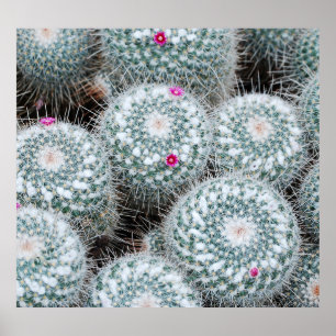 Poster Tiny rose Fleurs Plantes Cactus