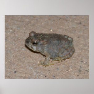 Poster Tiny Toad