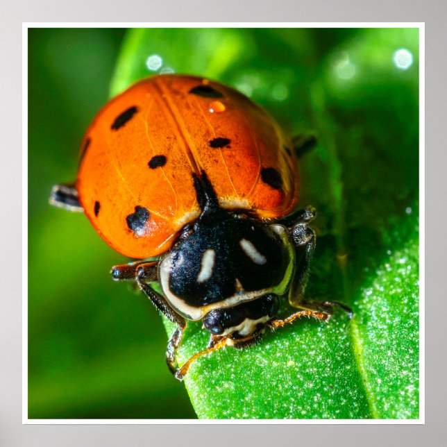 Poster Tiny Traveler: Ladybug on a Leaf (Devant)
