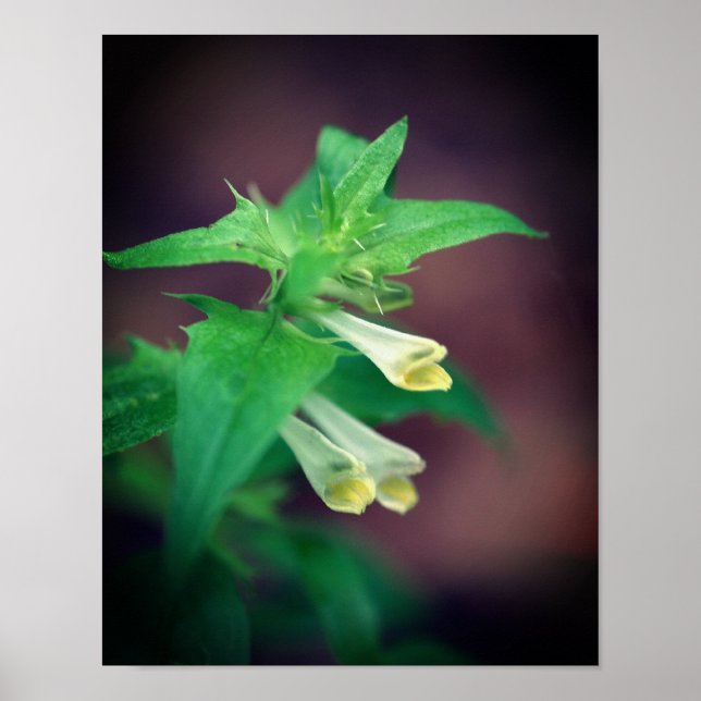 Poster Tiny White Woodland Fleur sauvage Gros plan 2 (Devant)