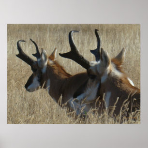 Poster Tir dans la tête de jeunes mâles d'antilope prongh