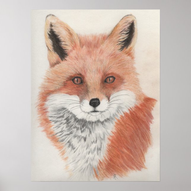 Poster Tirage de crayon couleur Renard rouge (Devant)