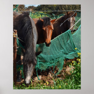 Poster Tirage photo 16×20 Trois chevaux Chingus Jeju-do