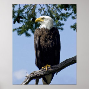 Poster Tirages d'art de l'aigle royal