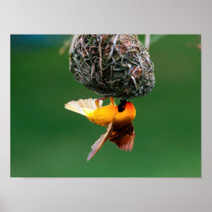 Poster Tisserin masqué africain (Ploceus Velatus)
