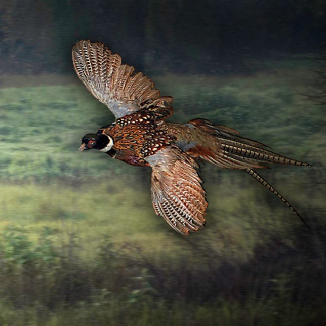 POSTER TITRE : " PHESANT RECHERCHE DE PROIE : (PHESANT HUNTING PREY)