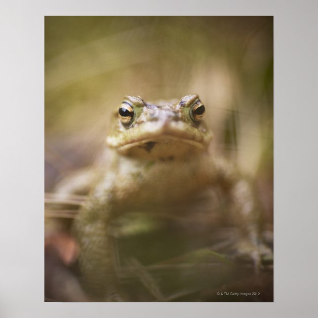 Poster Toad of the Day (Devant)