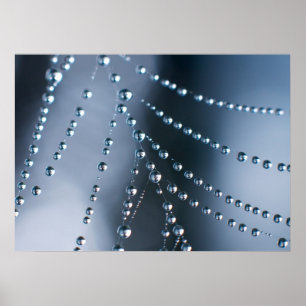Poster Toile d'araignée avec des gouttelettes