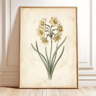 Poster Toile d'art botanique antique vintage Jonquil