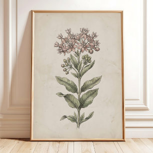 Poster Toile de fond de ferme Fleur de Asclépiade Vintage