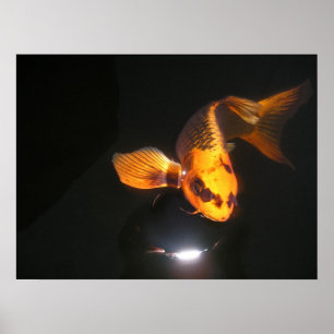 Poster Toile de Koi